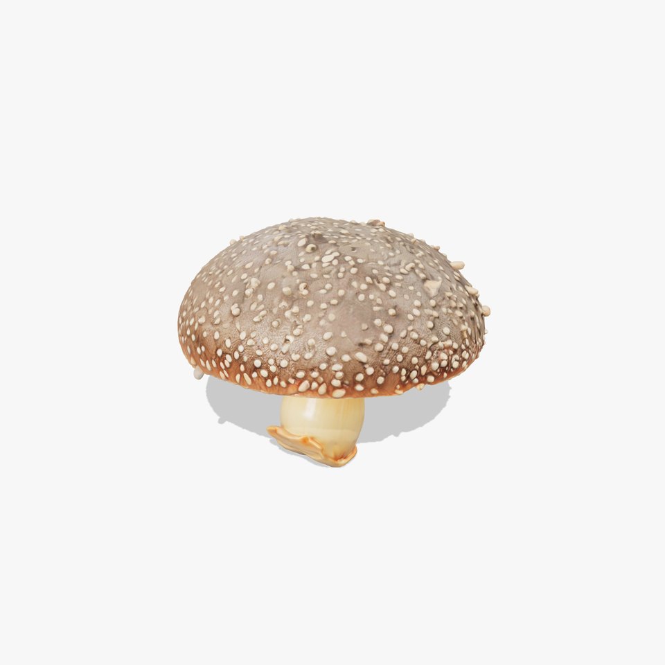 Suillus Granulatus Mushroom Detailed Model Pack